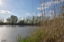 muskrat and frog pond in urdenbacher marsh view 2