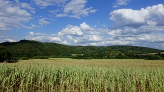 field treeline sky near deilbach