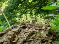 hubbelrath valley trail sprouts emerging from decaying log