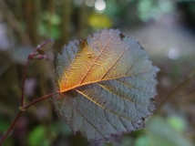 hubbelrath valley leaf in sunlight