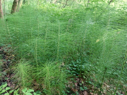 hubbelrath valley stand of horsetail plants