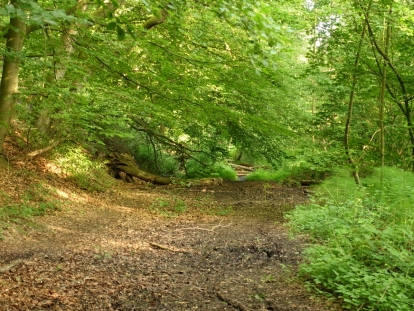 hubbelrath valley marshy trail near Höltgen